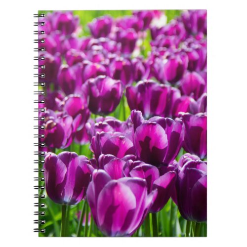 Large field of purple tulips    notebook