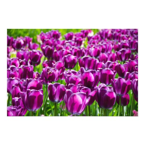 Large field of purple tulips  photo print