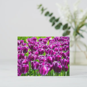 Large field of purple tulips postcard