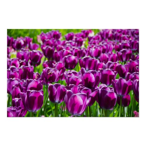 Large field of purple tulips poster