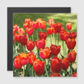 Large field of red tulips (Front/Back)