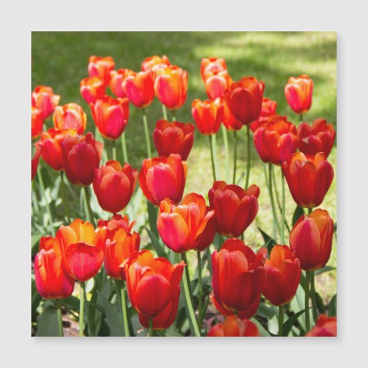 Large field of red tulips (Front)
