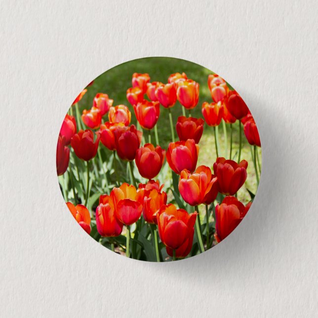 Large field of red tulips   button (Front)