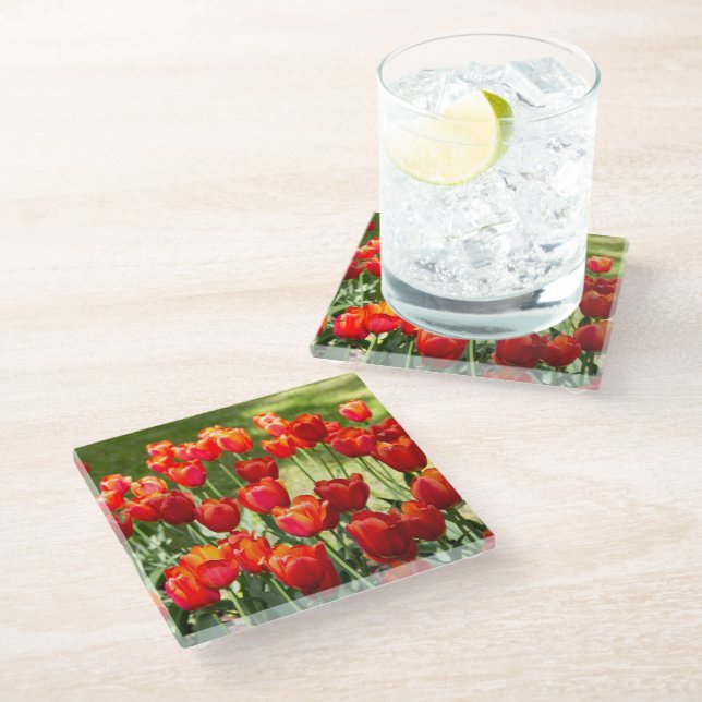 Large field of red tulips glass coaster (Angled)