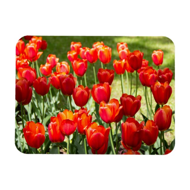 Large field of red tulips  magnet (Horizontal)