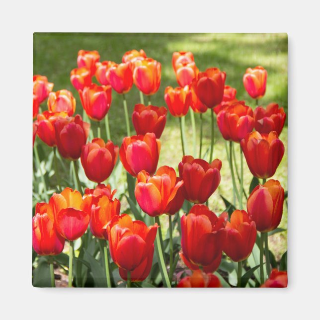 Large field of red tulips  magnet (Front)
