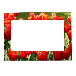 Large field of red tulips magnetic frame