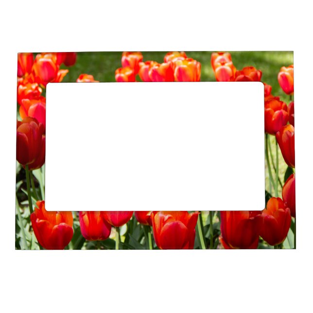Large field of red tulips    magnetic frame (Front)