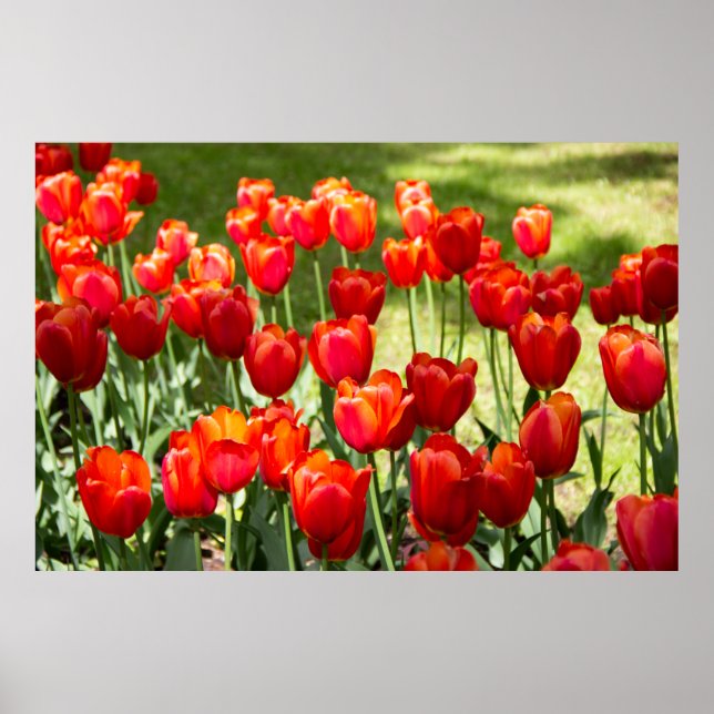Large field of red tulips poster (Front)
