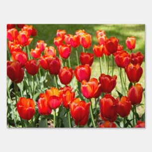 Large field of red tulips sign