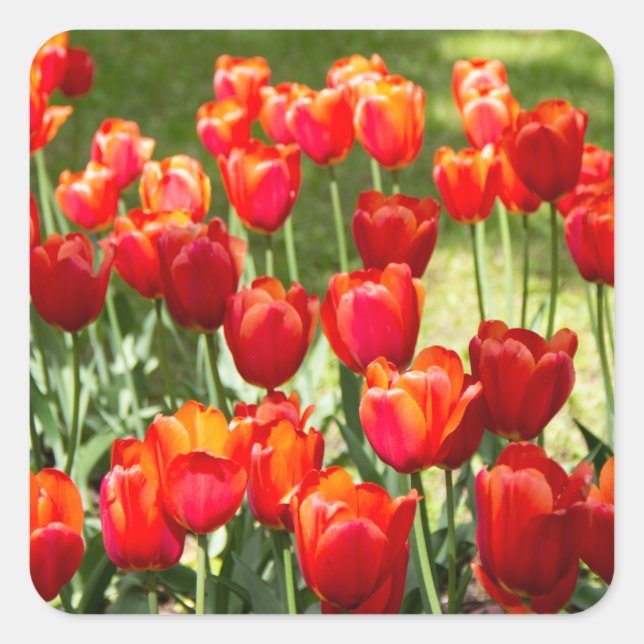 Large field of red tulips   square sticker (Front)