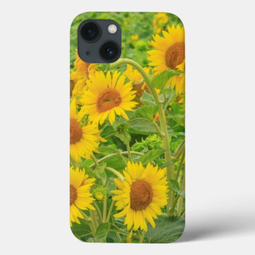 Large field of sunflowers near Moses Lake WA 2 iPhone 13 Case