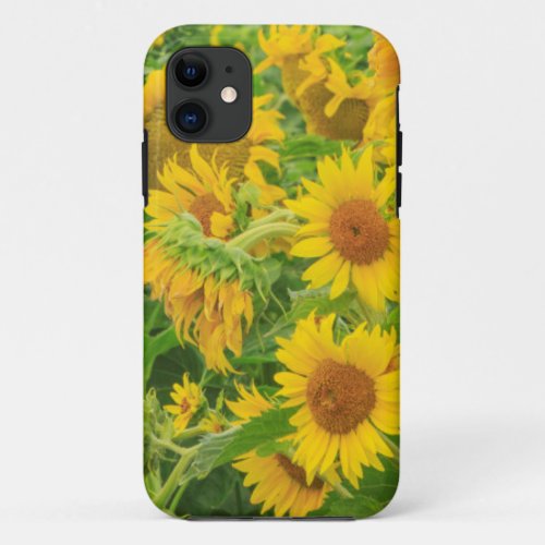Large field of sunflowers near Moses Lake WA 2 iPhone 11 Case