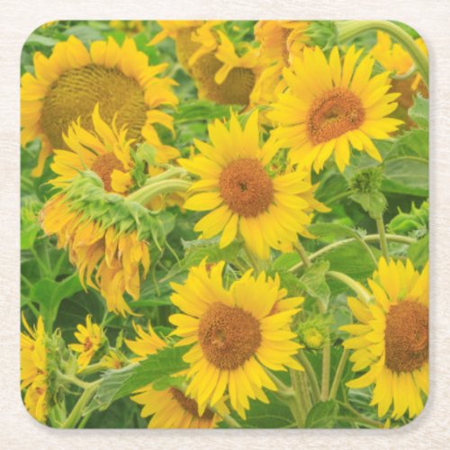 Large field of sunflowers near Moses Lake WA 2 Square Paper Coaster