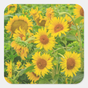 Large field of sunflowers near Moses Lake, WA 2 Square Sticker