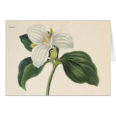 Large Flowered Trillium (Front Horizontal)