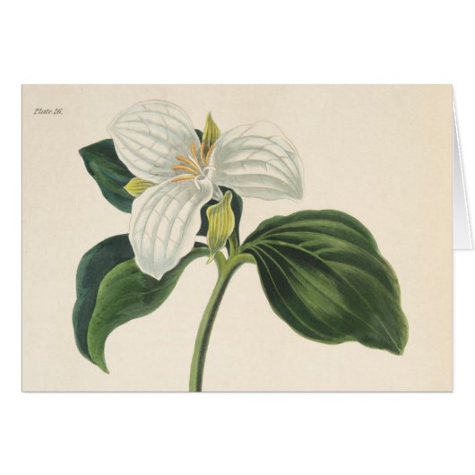 Large Flowered Trillium Cards (Front Horizontal)