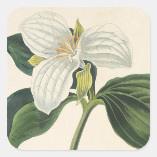 Large Flowered Trillium Square Sticker (Front)