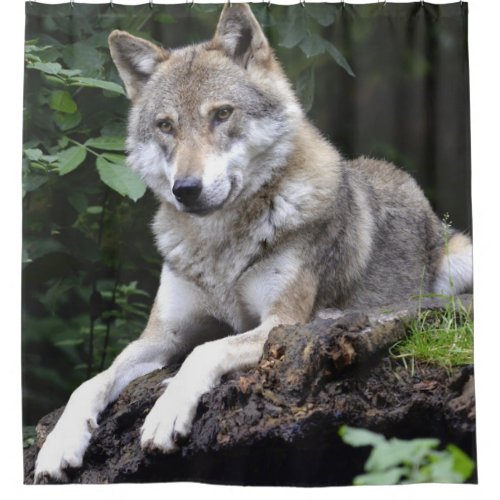 Large Front View of Wolf on edge of cliff Curtain