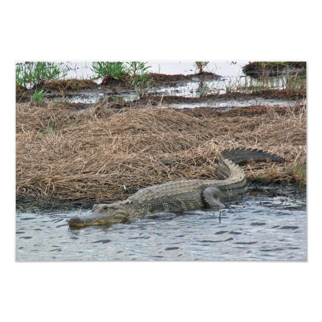 large Gator Photo Enlargement Print (Front)