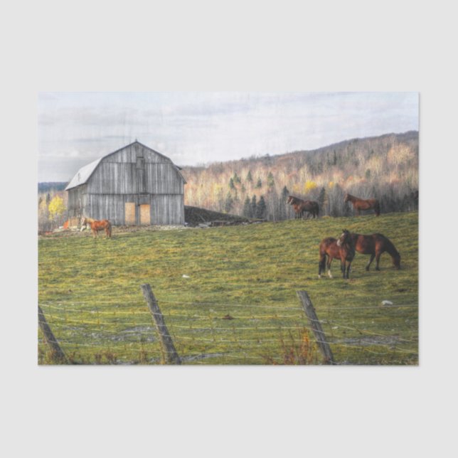 Large Gray Horse Barn  Tissue Paper (Front)