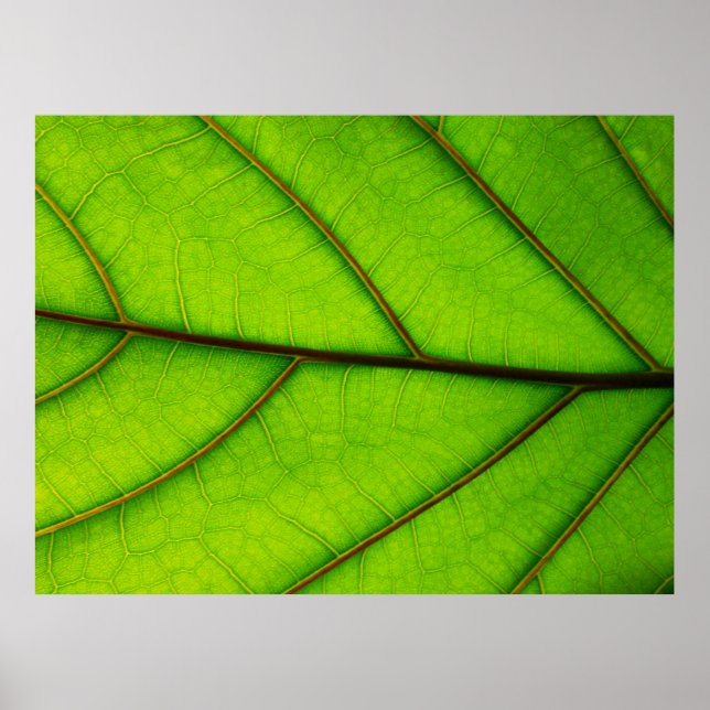 Large Green Leaf poster (Front)