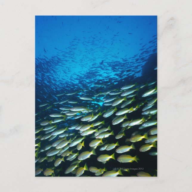 Large group of Bigeye Snapper fish swimming Postcard (Front)