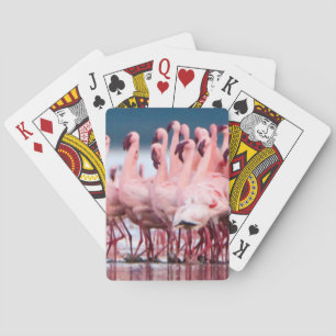 Large Group Of Lesser Flamingos Poker Cards
