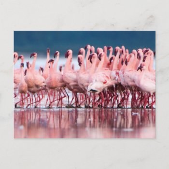 Large Group Of Lesser Flamingos Postcard by theworldofanimals at Zazzle