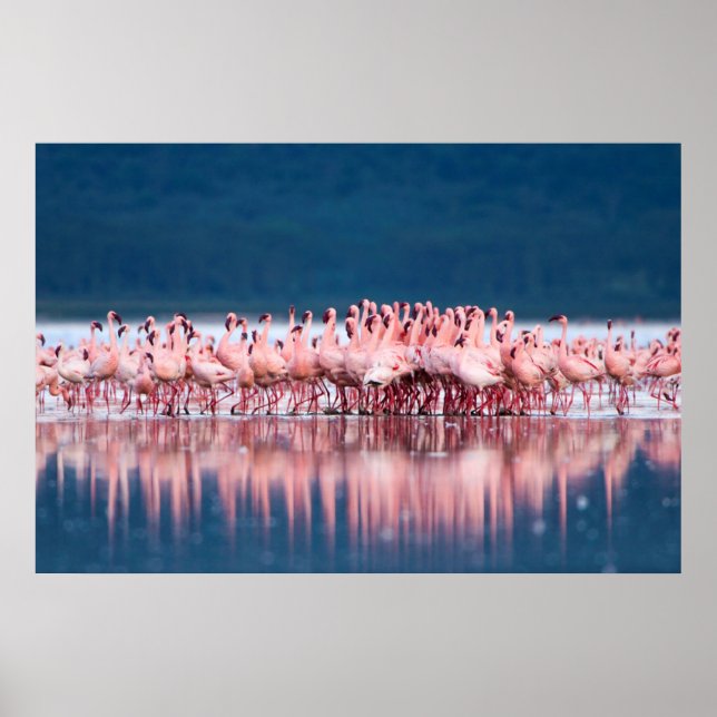 Large Group Of Lesser Flamingos Poster (Front)