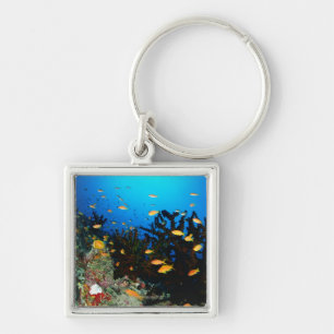 Large group of Sea Goldie fish swimming Keychain