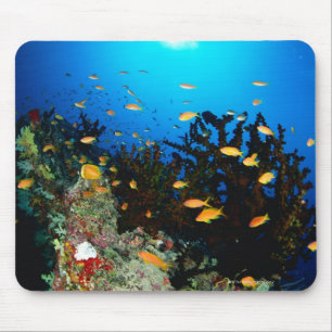 Large group of Sea Goldie fish swimming Mouse Pad