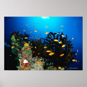 Large group of Sea Goldie fish swimming Poster