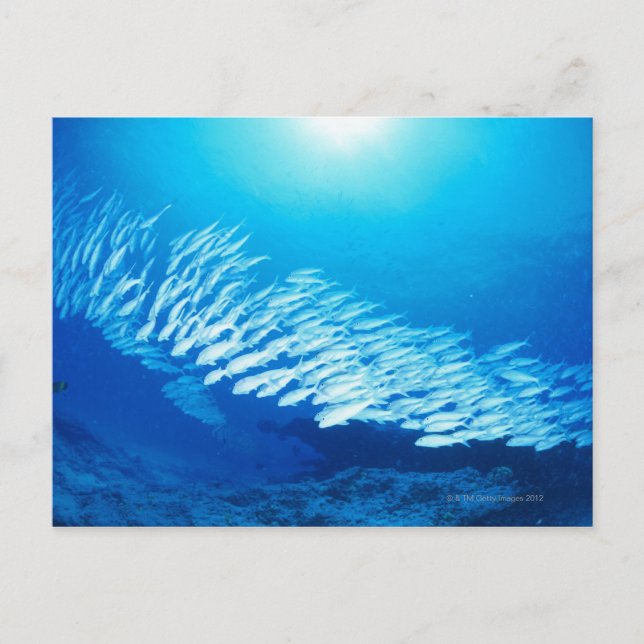 Large group of Yellowfin Goatfish swimming Postcard (Front)