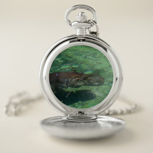 Large Hippo Swimming Underwater    Pocket Watch