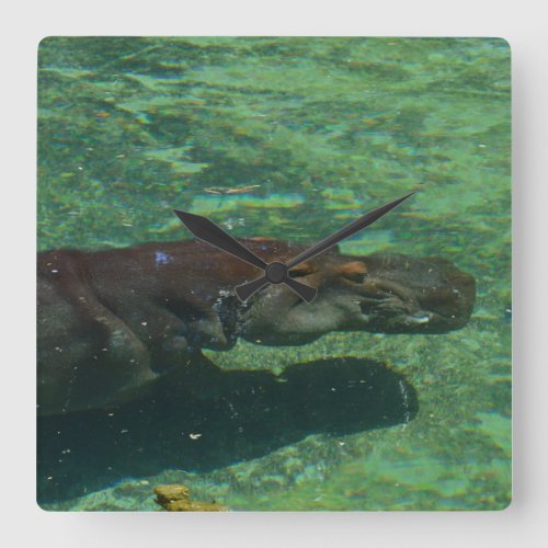 Large Hippopotamus Swimming Under Water Square Wall Clock