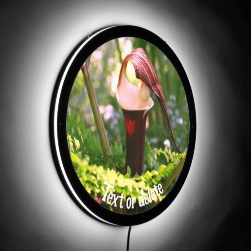 Large Jack In The Pulpit Flower Personalized LED Sign