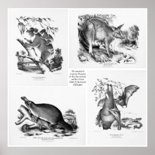 Large Mammals Of Australia Print