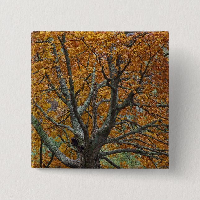 Large maple tree in autumn, Bass Lake, near Button (Front)