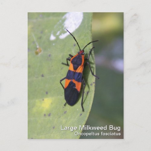 Large Milkweed Bug Postcard