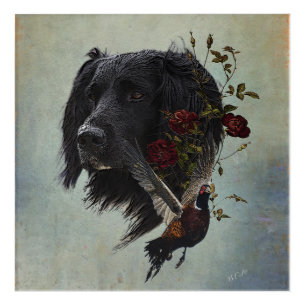 Large Munsterlander with pheasant Acrylic Print