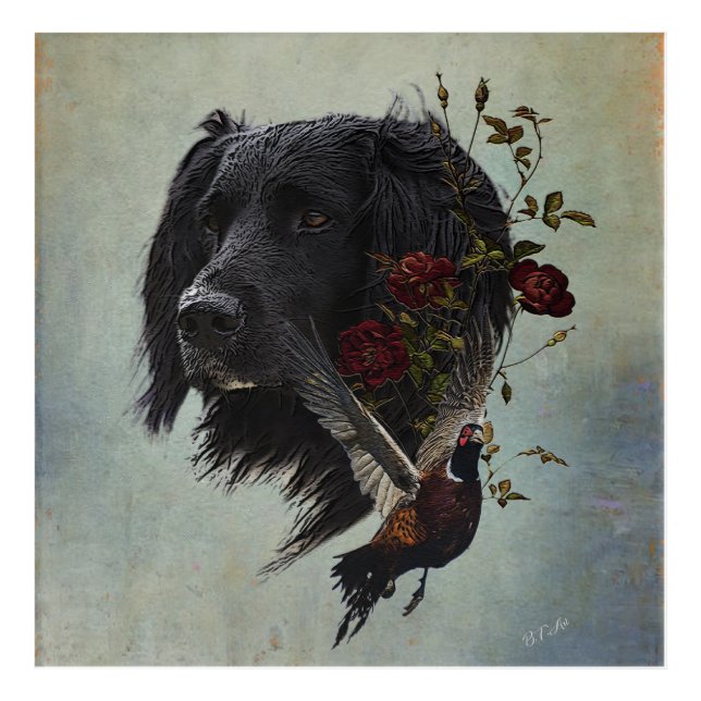 Large Munsterlander with pheasant  Acrylic Print (Front)