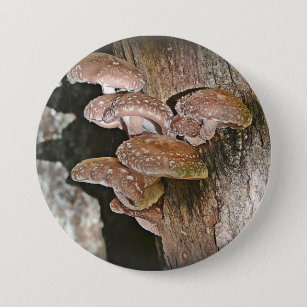 Large Mushroom Button