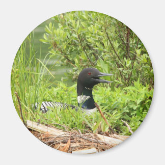 Large nesting Loon Magnet