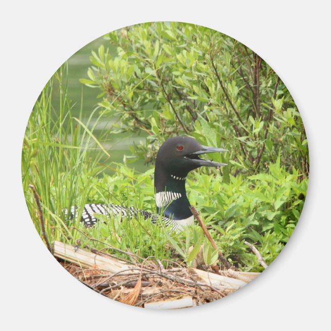 Large nesting Loon Magnet (Front)