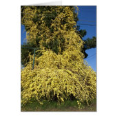 Large Overgrown Yellow Flowers (Front)