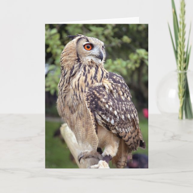 Large Owl on Fence Greeting Cards (Front)