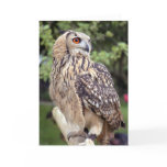 Large Owl on Fence Greeting Cards