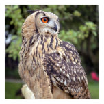 Large Owl on Fence Poster