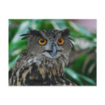Large Owl Postcard